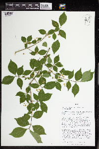 Euonymus alatus image