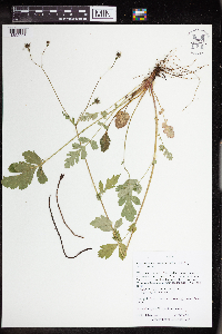 Image of Geum vernum