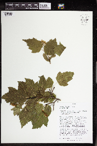 Acer ginnala image