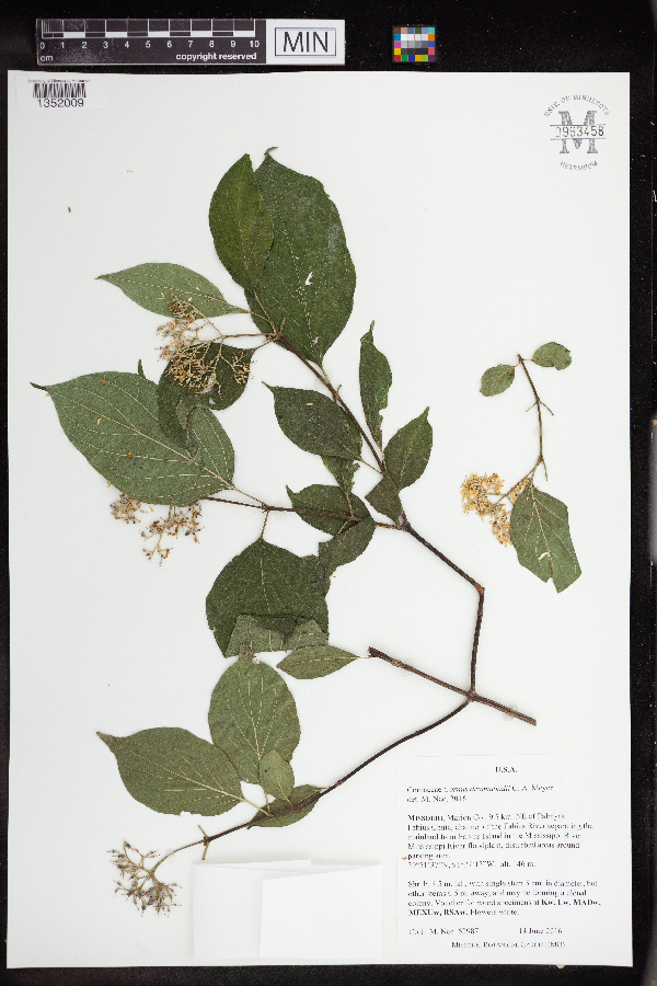 Cornus drummondii image