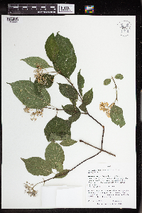Media resource of Cornus drummondii