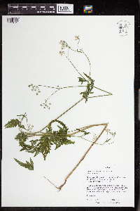 Torilis japonica image
