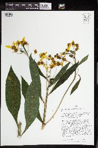 Verbesina alternifolia image