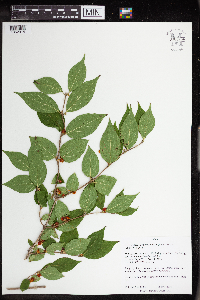 Lonicera maackii image