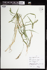 Setaria verticillata image