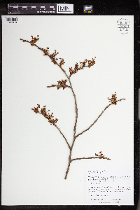 Ulmus americana image