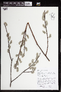 Salix humilis image