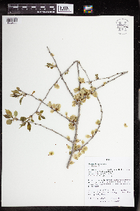Ulmus pumila image