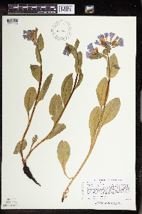 Mertensia virginica image