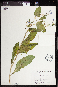 Mertensia virginica image