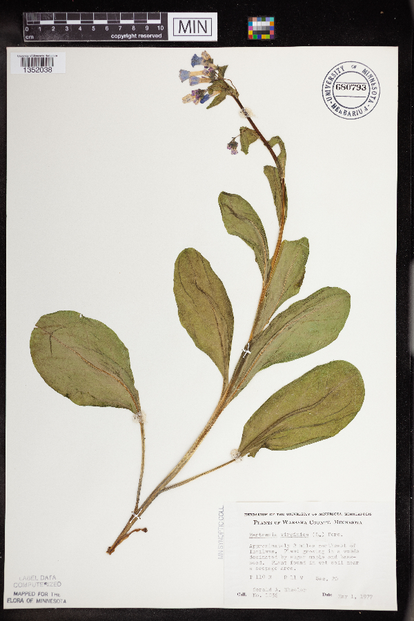 Mertensia virginica image