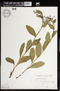 Mertensia virginica image
