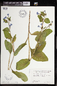 Mertensia virginica image