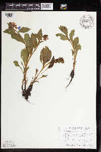 Mertensia virginica image