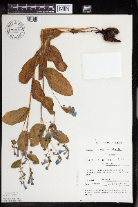 Mertensia virginica image