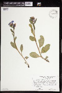 Mertensia virginica image