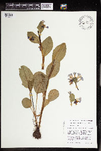 Mertensia virginica image