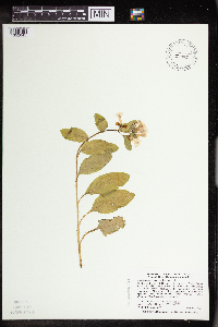 Mertensia virginica image