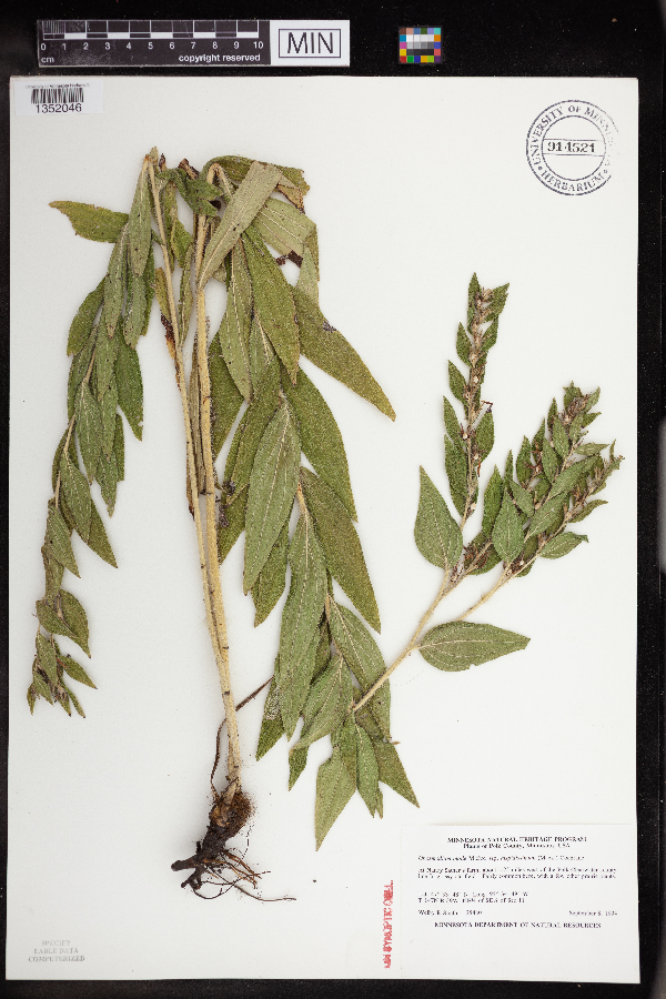 Onosmodium bejariense var. hispidissimum image