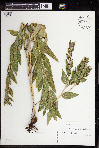 Onosmodium bejariense image