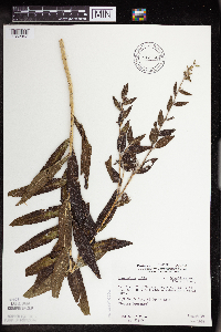 Onosmodium bejariense image