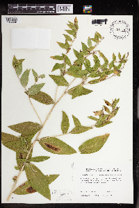 Onosmodium bejariense image