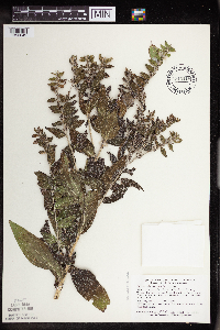 Onosmodium bejariense image