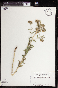Onosmodium bejariense image