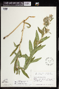 Onosmodium bejariense image