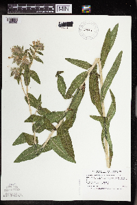 Onosmodium bejariense image