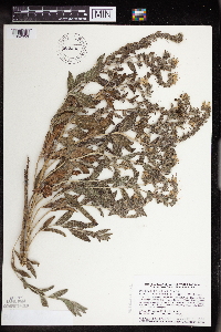 Onosmodium bejariense image