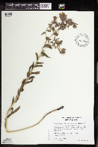 Onosmodium bejariense image
