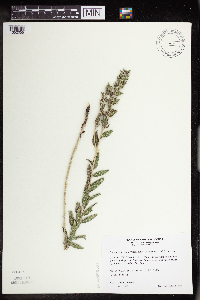 Onosmodium bejariense image