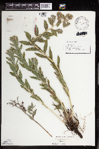 Onosmodium bejariense image