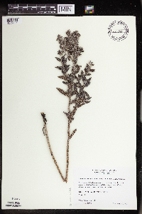 Onosmodium bejariense image