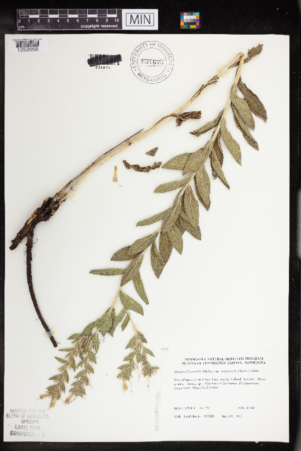 Onosmodium bejariense image