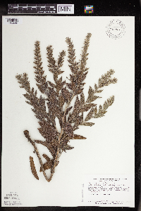 Onosmodium bejariense image