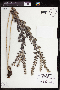 Onosmodium bejariense image