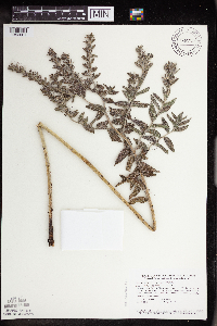 Onosmodium bejariense image