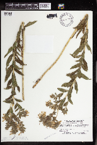 Onosmodium bejariense image
