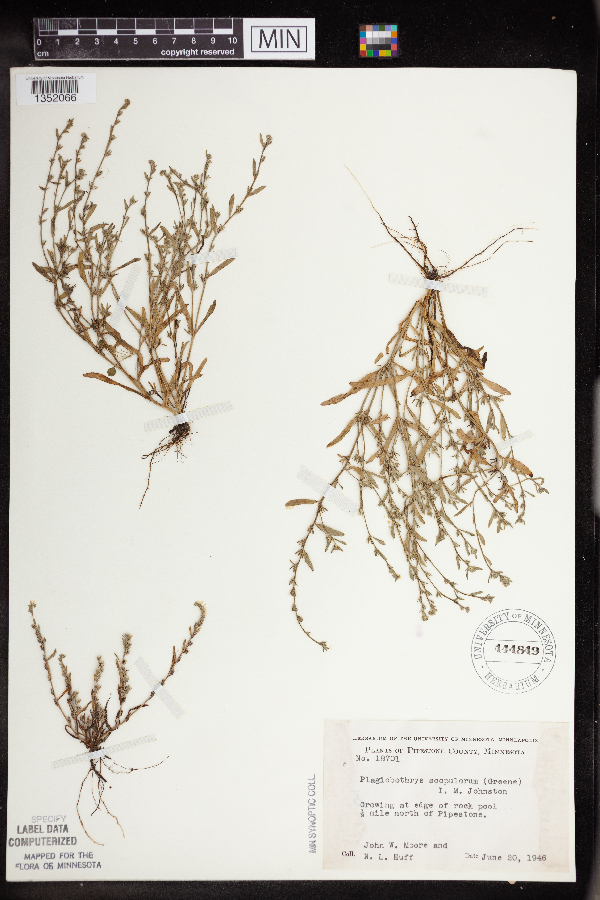 Plagiobothrys scouleri var. hispidulus image