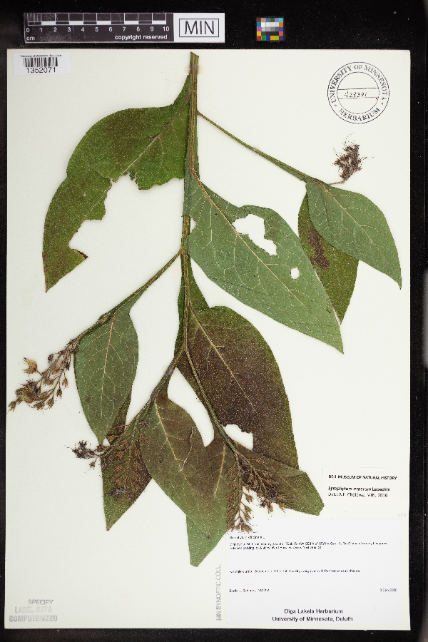 Symphytum asperum image