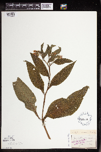 Symphytum asperum image