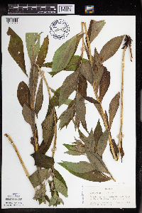 Symphytum officinale image