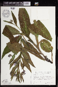 Symphytum officinale image