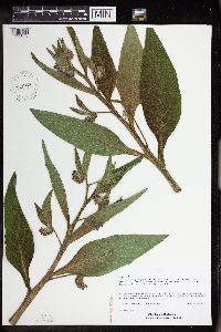 Symphytum officinale image