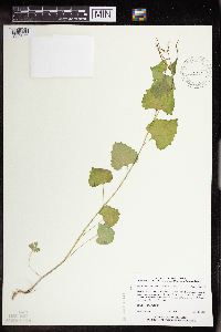 Alliaria petiolata image