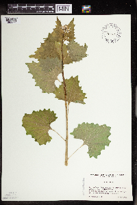 Alliaria petiolata image