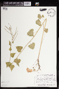 Alliaria petiolata image