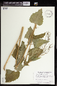 Alliaria petiolata image